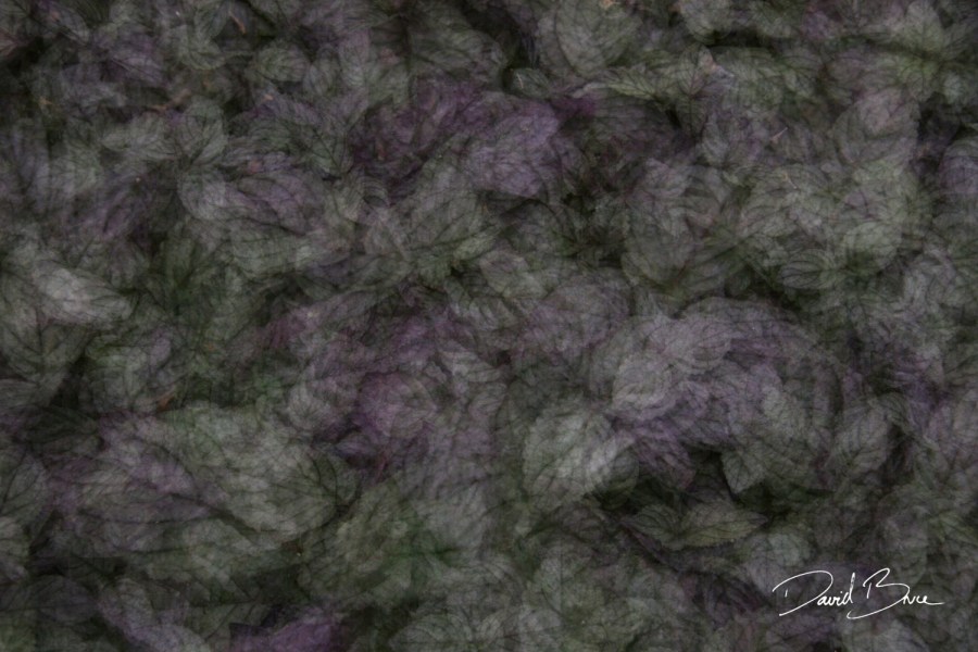 Aubergine and green.jpg