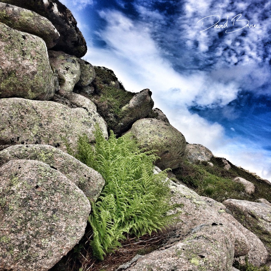 Cairngorm plateau 1 (Scotland).jpg