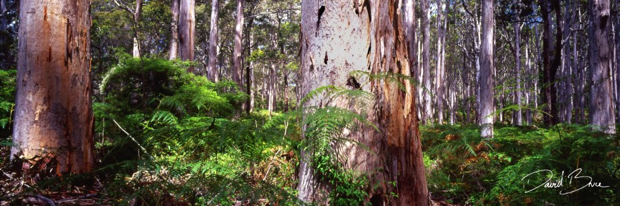 The Old Guard (Caves Rd, WA).jpg
