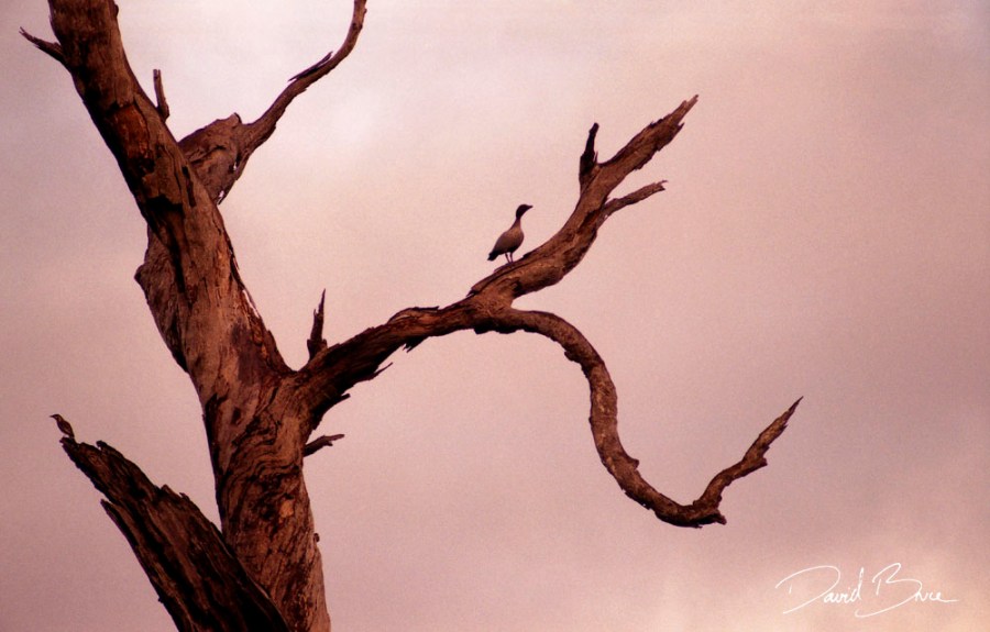 Two birds [proof].jpg